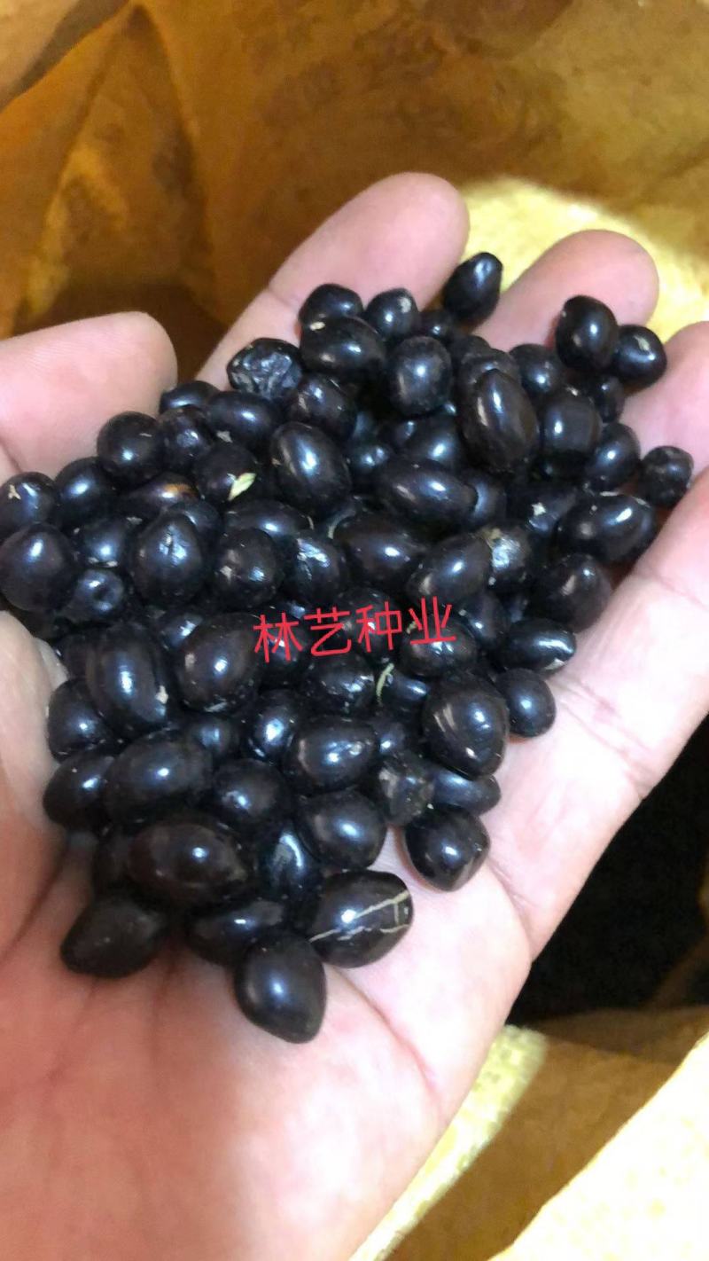 山豆根种子山豆根苗基地供货提供种植资料量大优惠