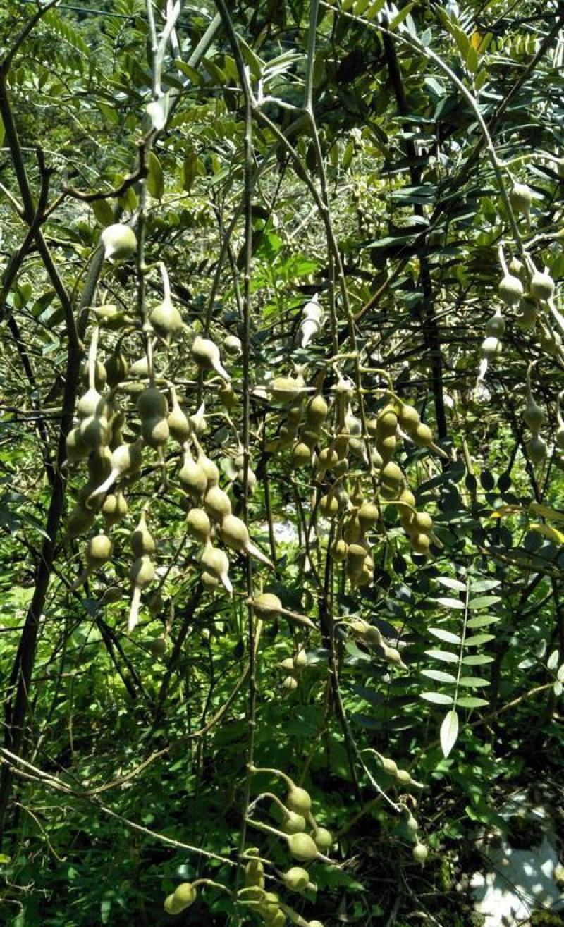 山豆根种子山豆根苗基地供货提供种植资料量大优惠