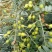 山豆根种子山豆根苗基地供货提供种植资料量大优惠