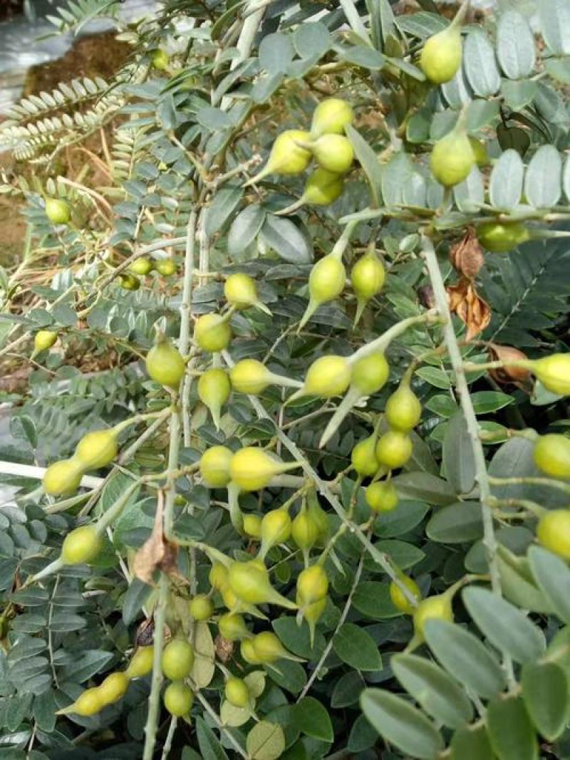 山豆根种子山豆根苗基地供货提供种植资料量大优惠