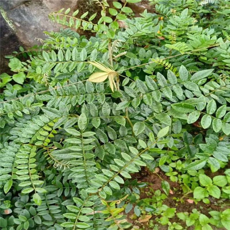 山豆根种子山豆根苗基地供货提供种植资料量大优惠