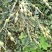 山豆根种子山豆根苗基地供货提供种植资料量大优惠