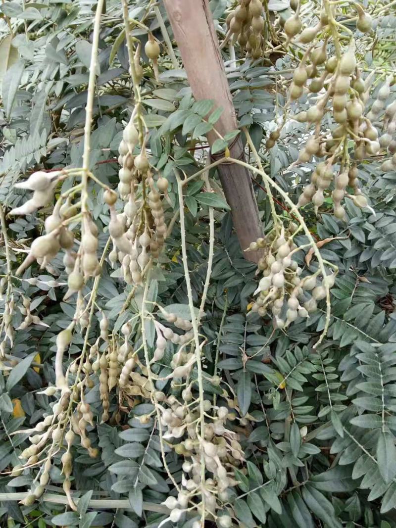 山豆根种子山豆根苗基地供货提供种植资料量大优惠