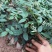 山豆根种子山豆根苗基地供货提供种植资料量大优惠