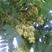 新采臭椿树林木种子臭椿种子乔木造林树苗籽红油香椿种子