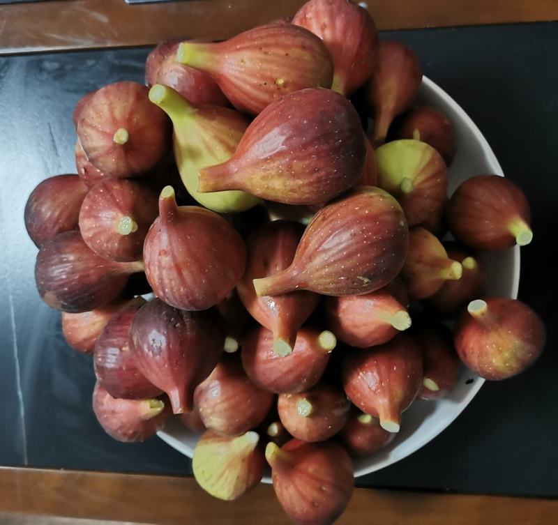 波姬红无花果种植基地直供