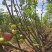 波姬红无花果种植基地直供