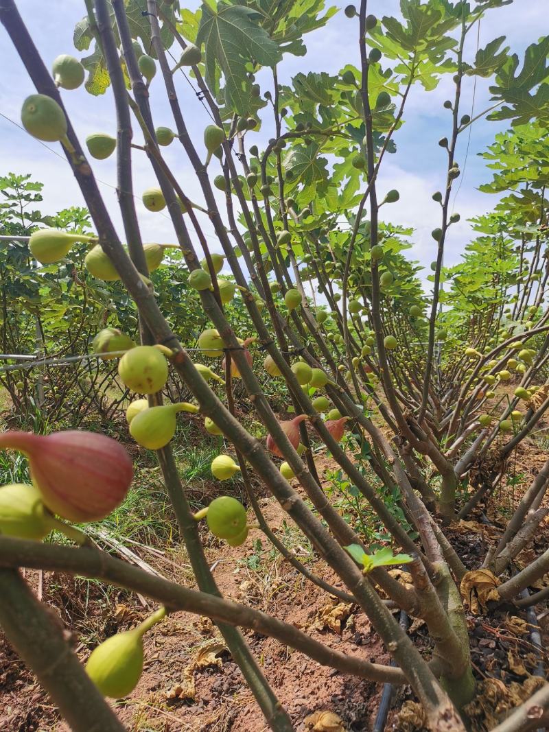 波姬红无花果种植基地直供