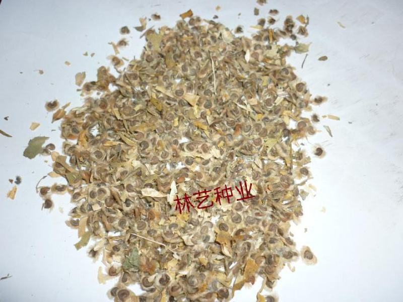 新品木槿种子红花木槿种子重瓣朱槿绿化行道林木苗木树种子