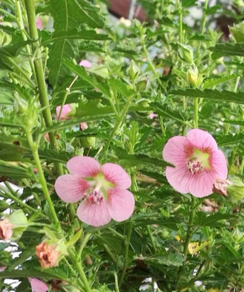 新品木槿种子红花木槿种子重瓣朱槿绿化行道林木苗木树种子