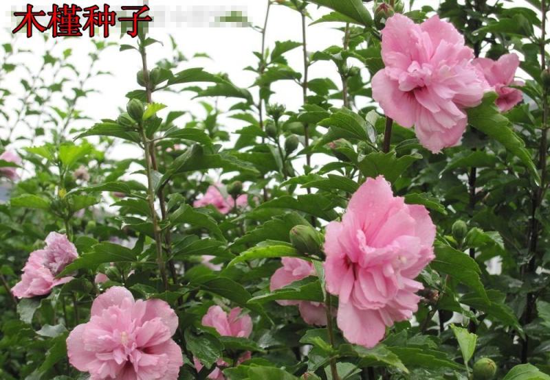 新品木槿种子红花木槿种子重瓣朱槿绿化行道林木苗木树种子