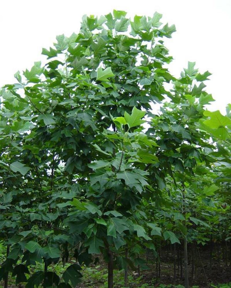 当年苗木树种马褂木种子双飘树鹅掌楸杂交马褂木种子
