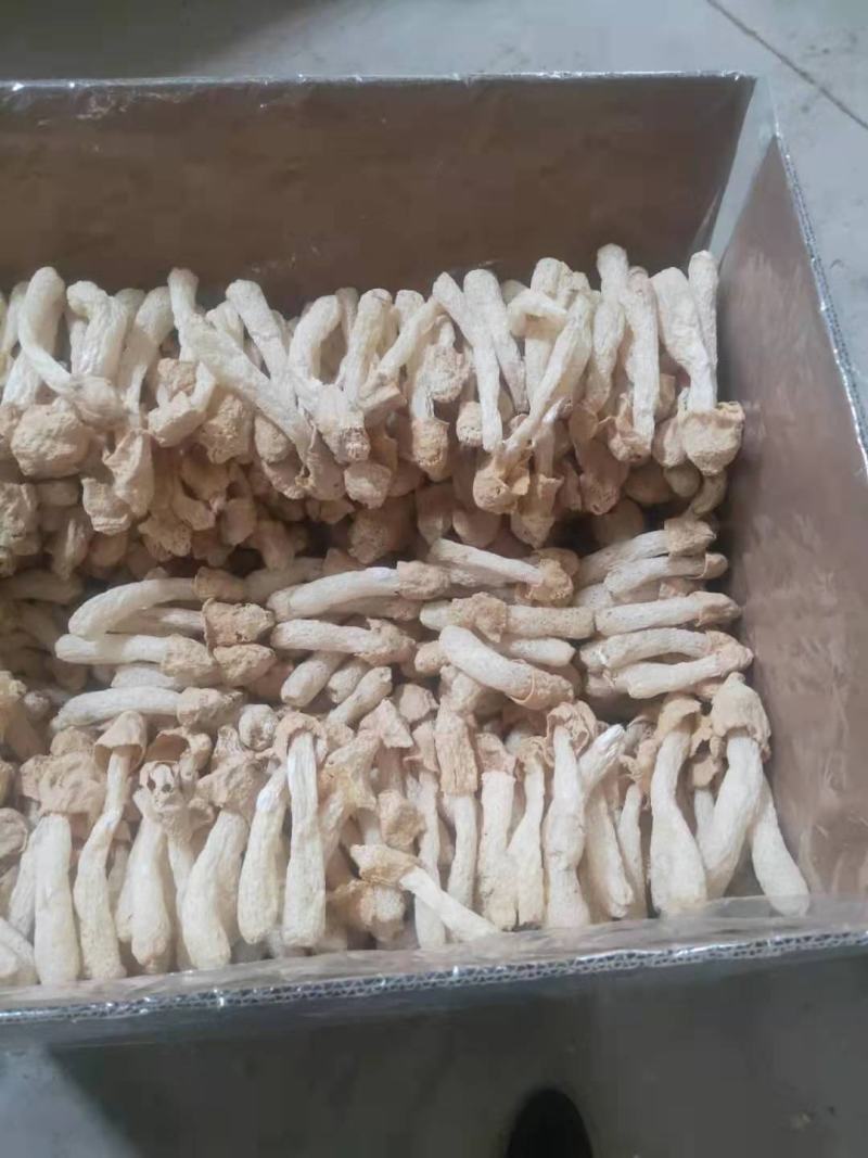 竹荪球头茬竹荪10～15福建古田特产精装货