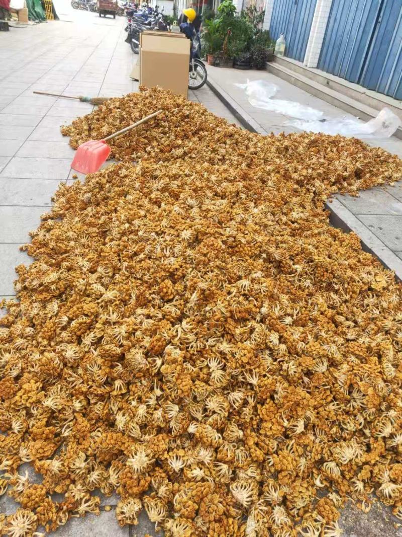 福建省古田特产滑子菇自产自销一手货源可视频