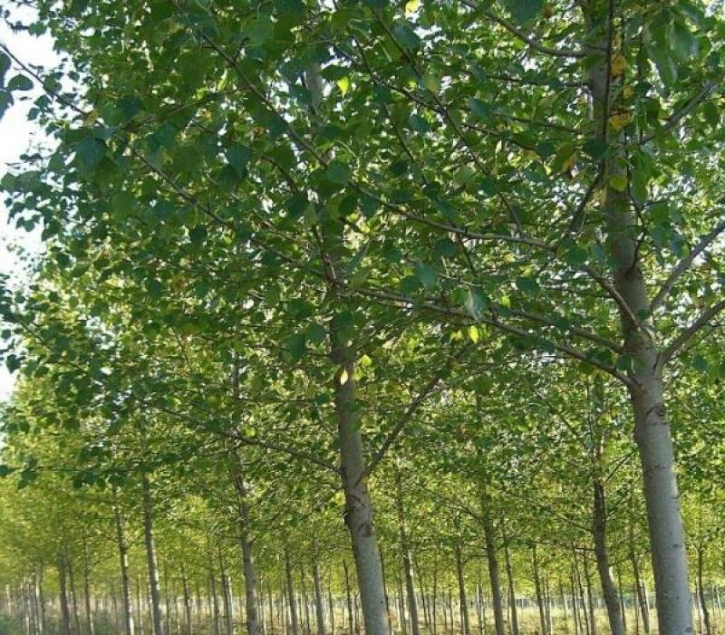 出售新采林木树籽梓树种子别名楸树种子秋树四季可播