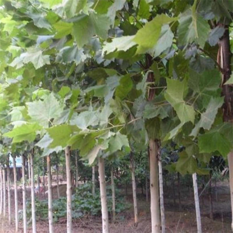 法桐种子青桐种子油桐大果水桐梧桐树种籽泡桐树种子