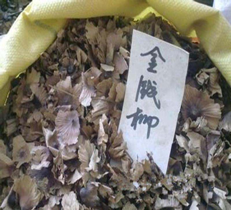 林木种子金钱柳种子金钱树种子青钱柳摇钱树金钱树种子药材种