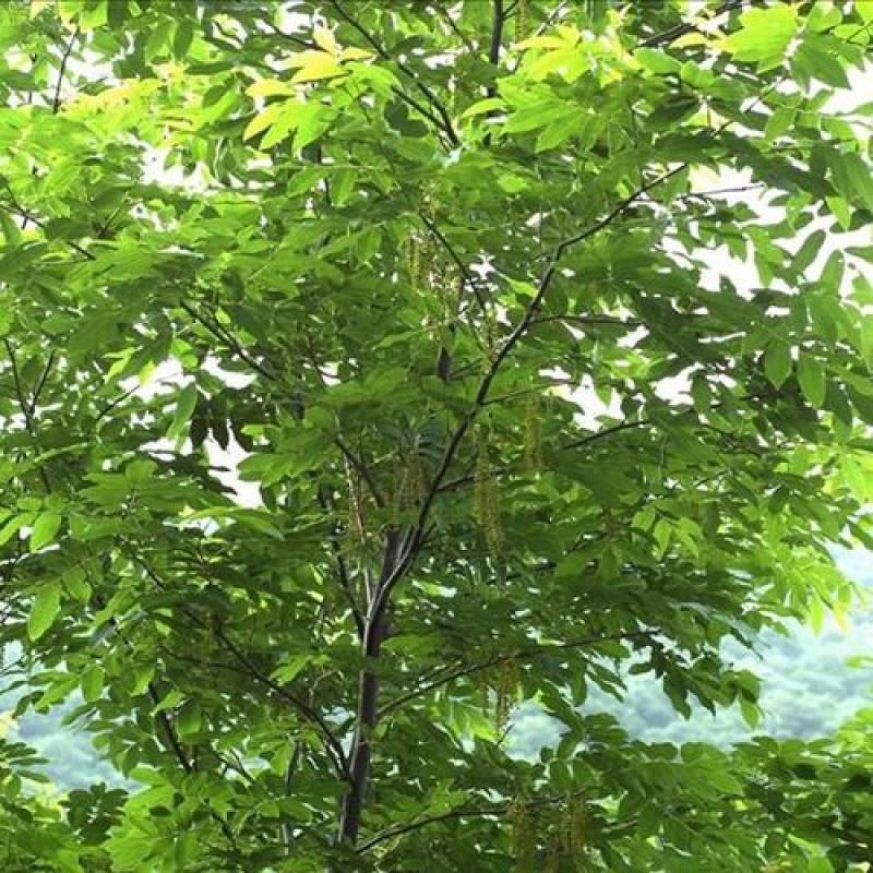 林木种子金钱柳种子金钱树种子青钱柳摇钱树金钱树种子药材种