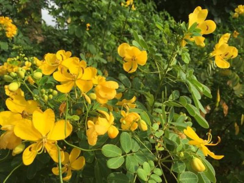 新采黄花槐种子黄槐种子黄金树种子赏花绿化树种子