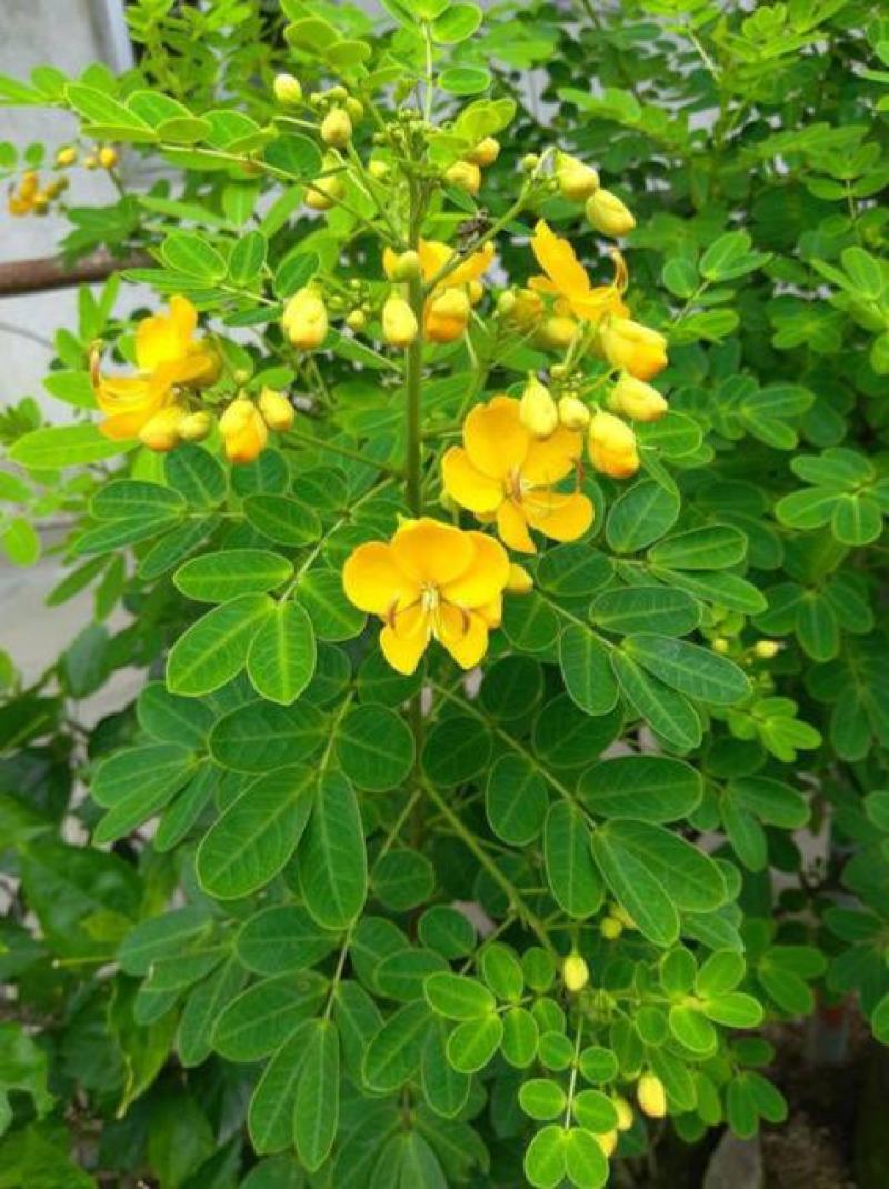 新采黄花槐种子黄槐种子黄金树种子赏花绿化树种子