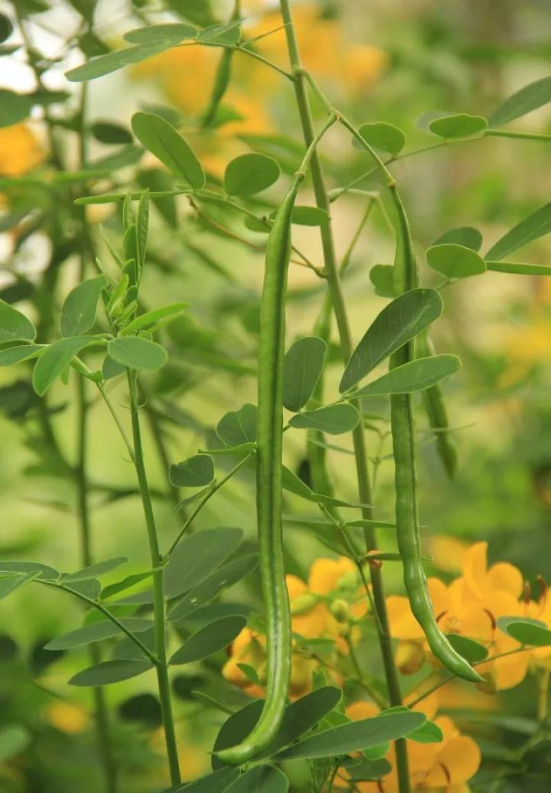 新采黄花槐种子黄槐种子黄金树种子赏花绿化树种子