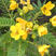 新采黄花槐种子黄槐种子黄金树种子赏花绿化树种子