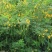 新采黄花槐种子黄槐种子黄金树种子赏花绿化树种子