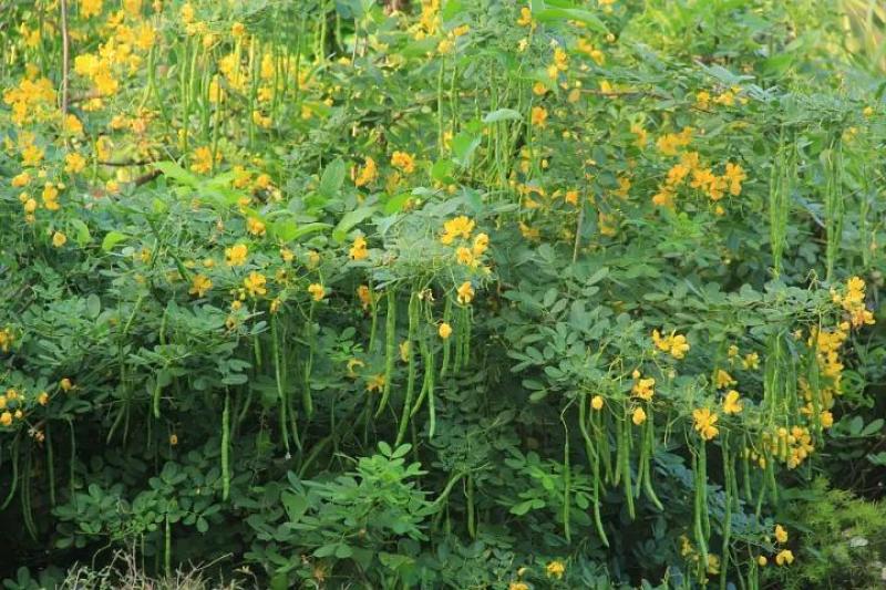 新采黄花槐种子黄槐种子黄金树种子赏花绿化树种子
