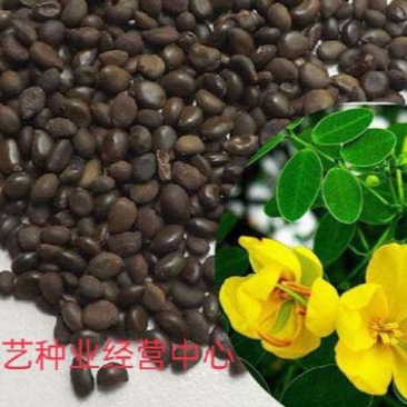 新采黄花槐种子黄槐种子黄金树种子赏花绿化树种子