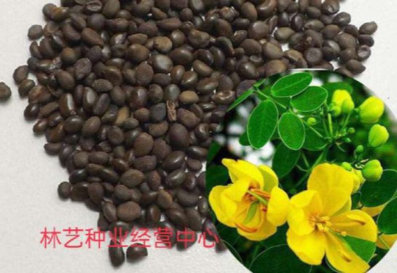 新采黄花槐种子黄槐种子黄金树种子赏花绿化树种子
