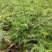 新采柳杉种子刺杉种子长叶孔雀松绿化行道林木苗木