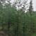 新采柳杉种子刺杉种子长叶孔雀松绿化行道林木苗木