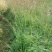 鸭茅种子耐阴耐热耐寒果园草种林间种草牛羊猪兔牧草种子