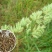 鸭茅种子耐阴耐热耐寒果园草种林间种草牛羊猪兔牧草种子