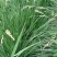 鸭茅种子耐阴耐热耐寒果园草种林间种草牛羊猪兔牧草种子