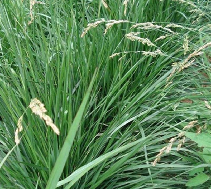 鸭茅种子耐阴耐热耐寒果园草种林间种草牛羊猪兔牧草种子
