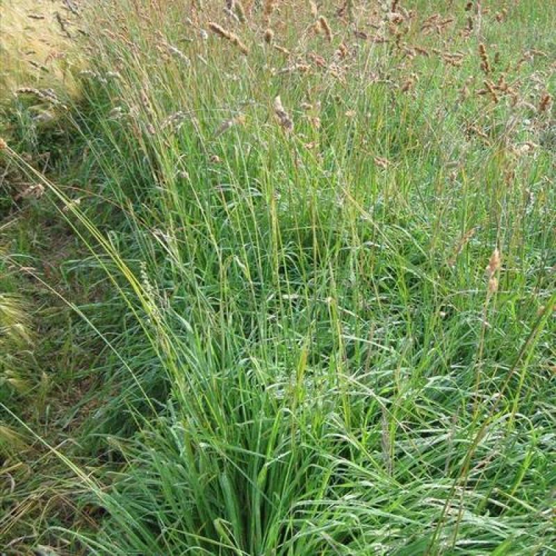 鸭茅种子耐阴耐热耐寒果园草种林间种草牛羊猪兔牧草种子