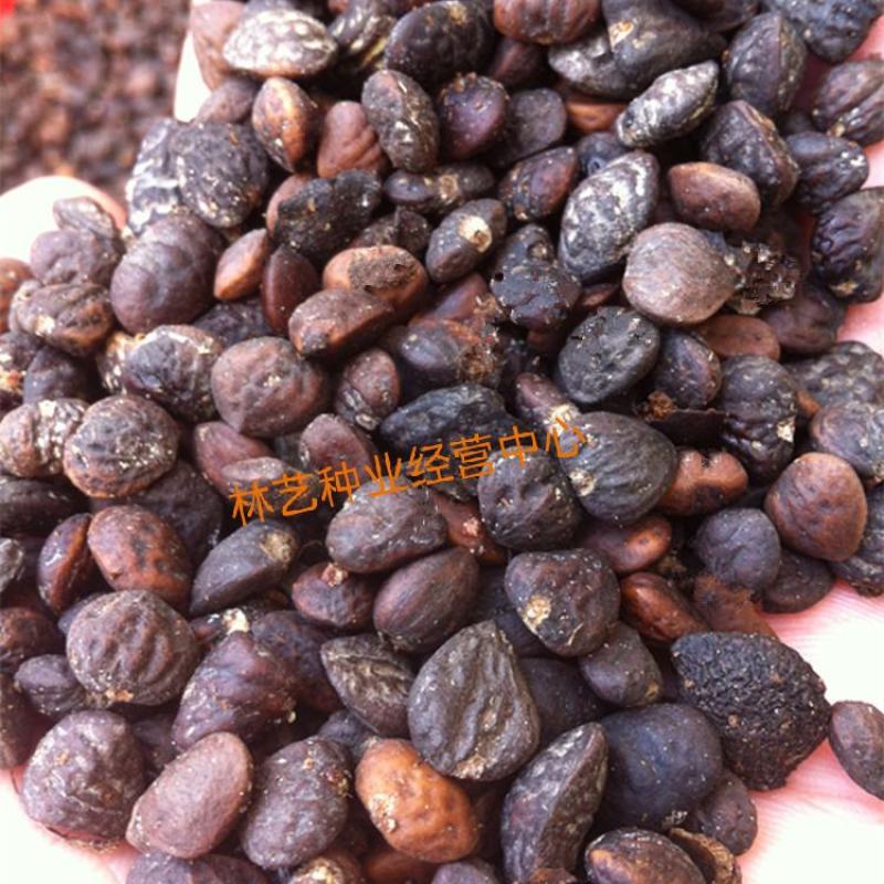 含笑树种子深山含笑种子又名含笑花种子乐昌含笑种子