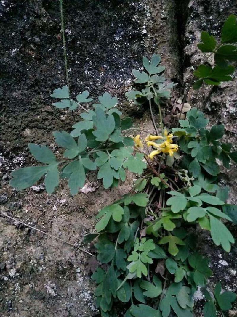 岩黄连量大优惠提供视频看货