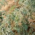 岩黄连量大优惠提供视频看货