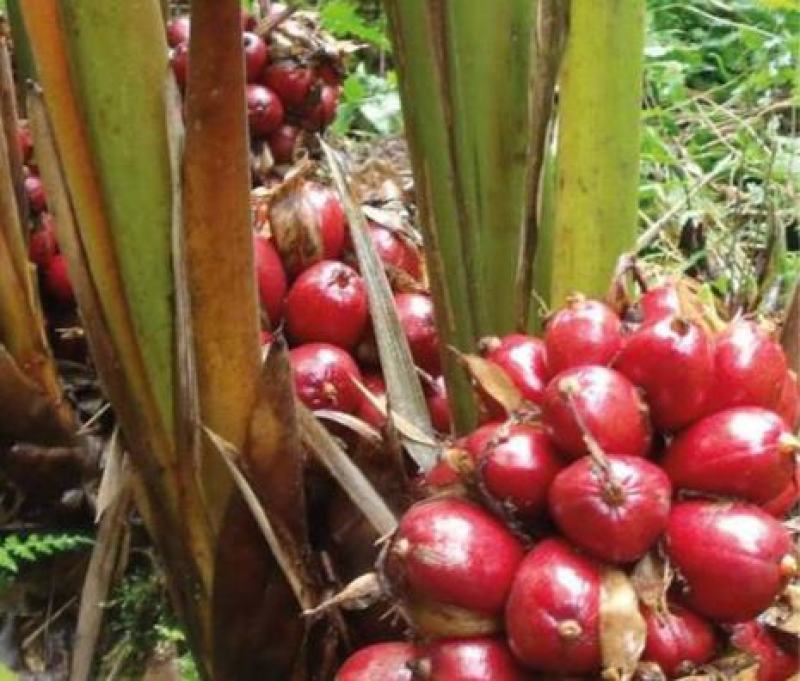 正宗云南草果种子草果粉农家无硫草果卤肉炖肉香料草果