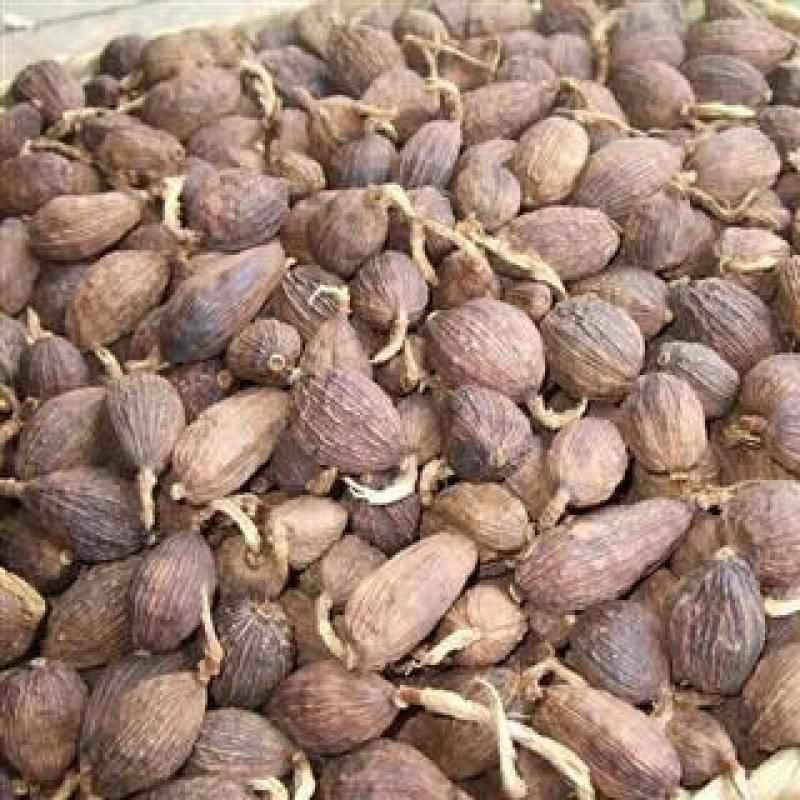正宗云南草果种子草果粉农家无硫草果卤肉炖肉香料草果
