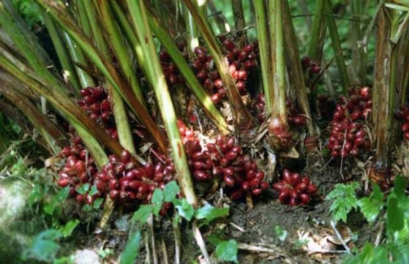正宗云南草果种子草果粉农家无硫草果卤肉炖肉香料草果