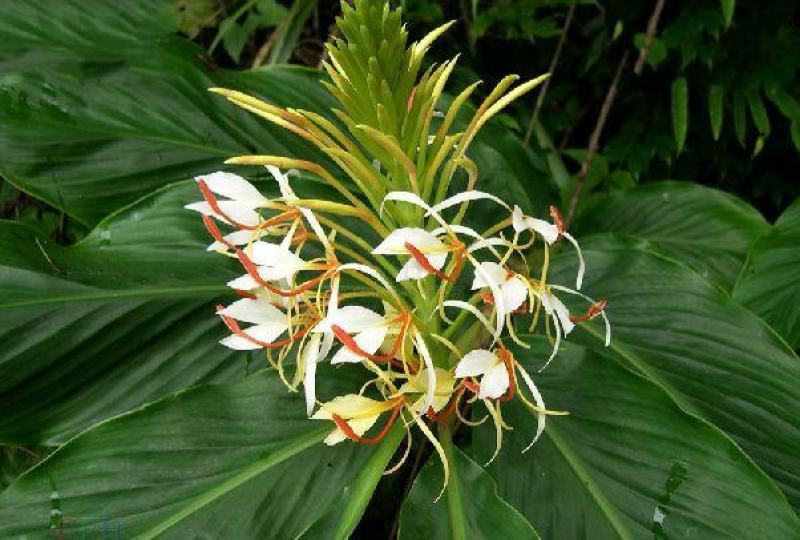 正宗云南草果种子草果粉农家无硫草果卤肉炖肉香料草果