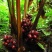 正宗云南草果种子草果粉农家无硫草果卤肉炖肉香料草果