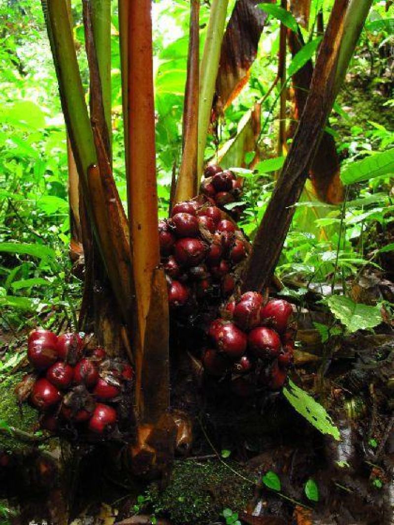 正宗云南草果种子草果粉农家无硫草果卤肉炖肉香料草果