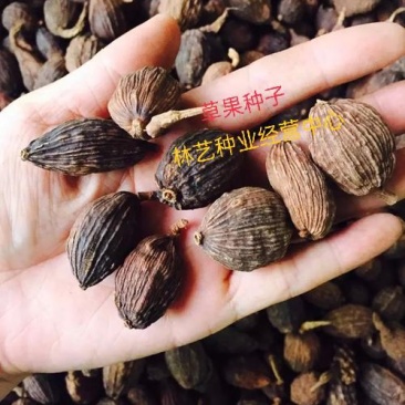 正宗云南草果种子草果粉农家无硫草果卤肉炖肉香料草果