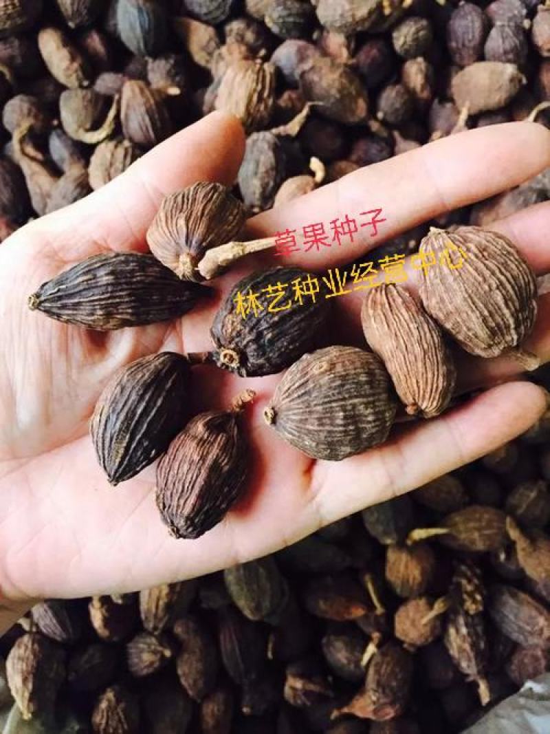 正宗云南草果种子草果粉农家无硫草果卤肉炖肉香料草果