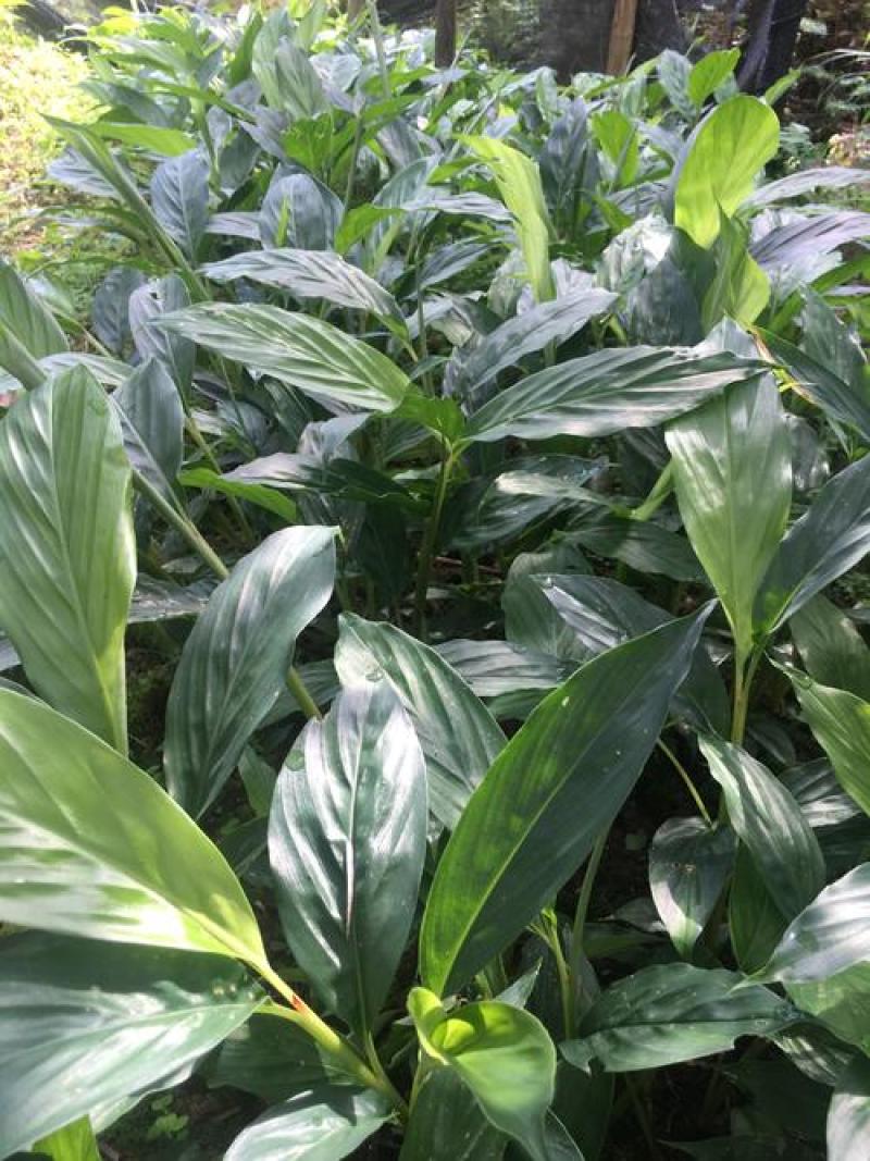 正宗云南草果种子草果粉农家无硫草果卤肉炖肉香料草果