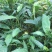 正宗云南草果种子草果粉农家无硫草果卤肉炖肉香料草果